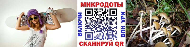 Галлюциногенные грибы Psilocybe  купить наркотики цена  MEGA ССЫЛКА  Олёкминск 